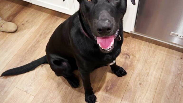 Serious Sirius Black