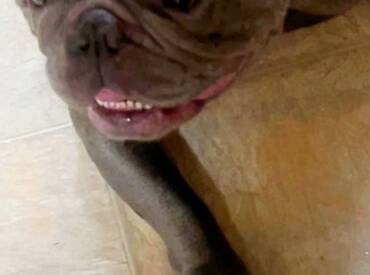 Brushing Your Dog’s Teeth