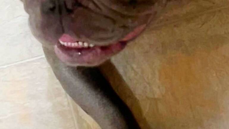 Brushing Your Dog’s Teeth