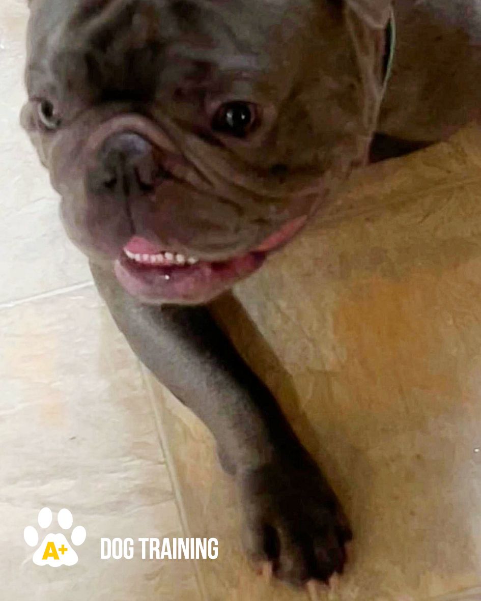 Brushing Your Dog’s Teeth