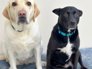 Hughson Fruit & Nut Festival