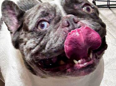 Happy Tongue Out Tuesday!