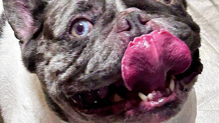 Happy Tongue Out Tuesday!