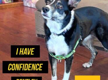 Brave Bentley