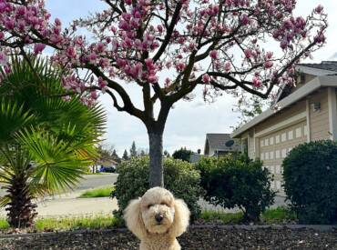 Hughson Fruit & Nut Festival