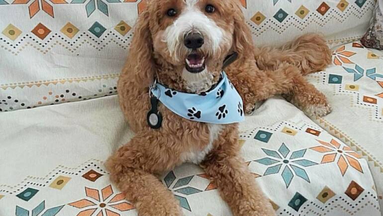 Marvelous Milo
