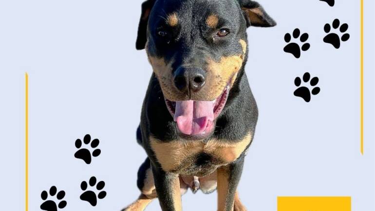 Beautiful Bruno