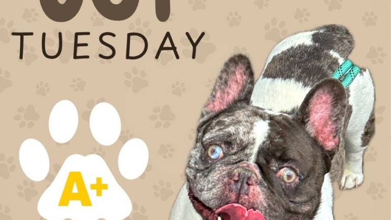 Happy Tongue Out Tuesday!