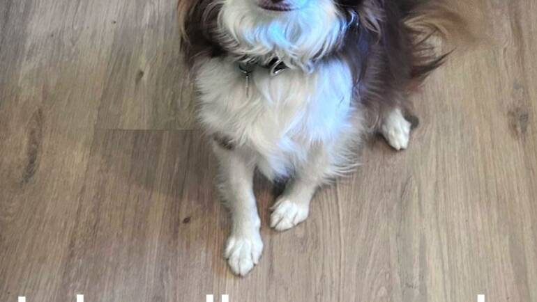 Intelligent Isabel