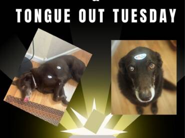Happy Tongue Out & Election Tuesday!