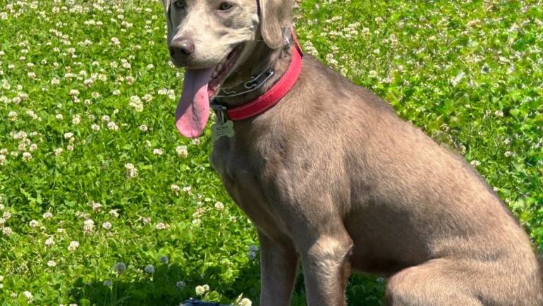 Happy Tongue Out Tuesday!