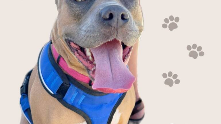 Happy Tongue Out Tuesday