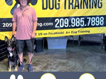 A Wonderful Experience with A+ Dog Training