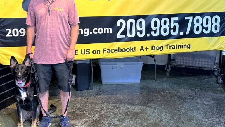 A Wonderful Experience with A+ Dog Training