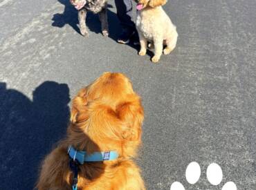 Dogs Deserve More Than an Obedience Class