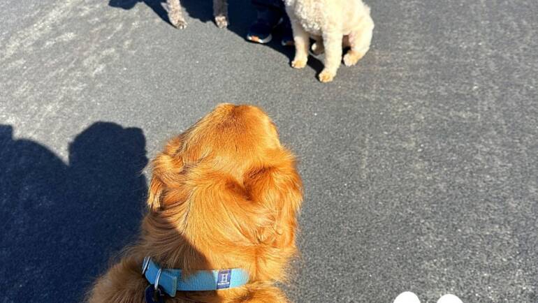 Dogs Deserve More Than an Obedience Class