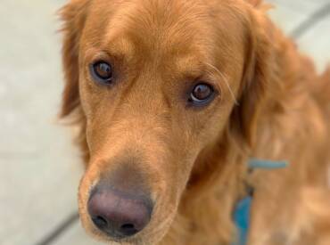 Why A+ Dog Training