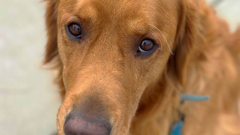 Why A+ Dog Training