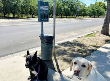 Motivational Monday:  Potty on Command