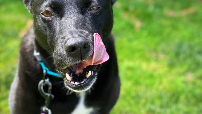 Tongue Out Tuesday