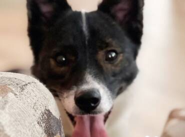 Happy Tongue Out Tuesday!