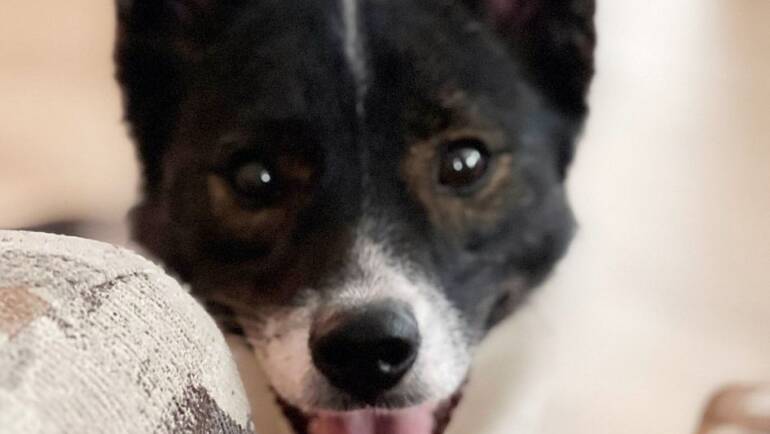 Happy Tongue Out Tuesday!