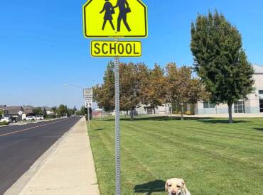 Dog Training:  In A+ Format