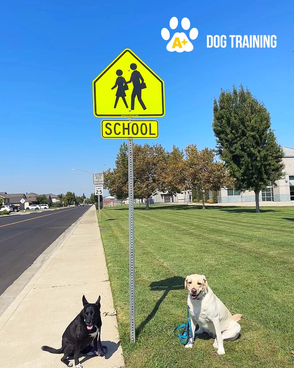 Dog Training: In A+ Format