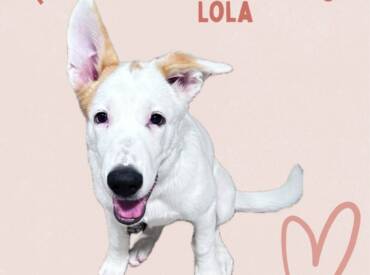 Loving Lola
