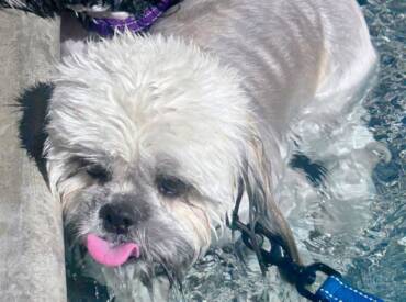 Happy Cool Tongue Out Tuesday