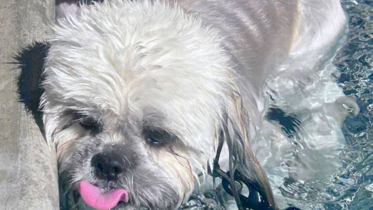 Happy Cool Tongue Out Tuesday