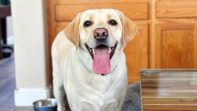 Happy Tongue Out Tuesday