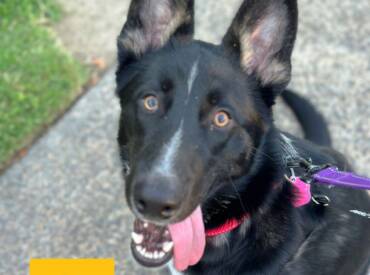 Happy Tongue Out Tuesday!