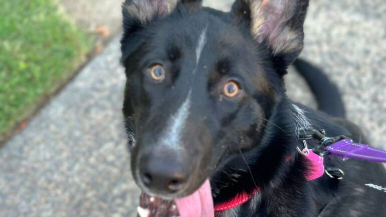 Happy Tongue Out Tuesday!