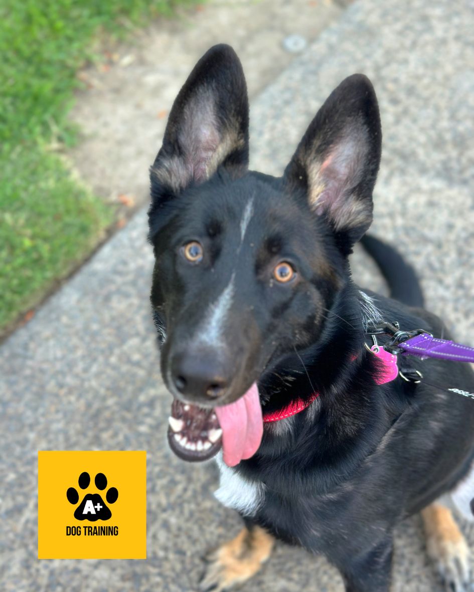 Happy Tongue Out Tuesday!