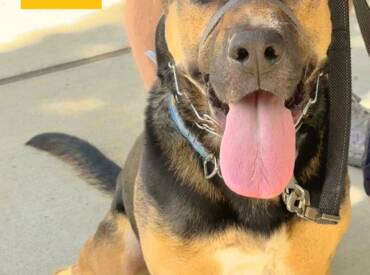Happy Tongue Out Tuesday!