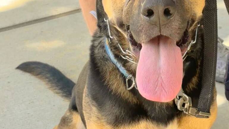Happy Tongue Out Tuesday!