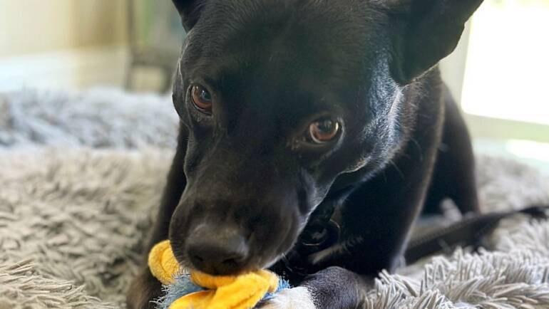 How to Love Your Dog