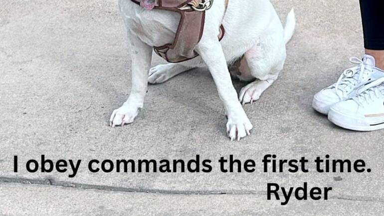 Remarkable Ryder