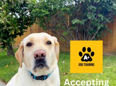 A+ Dog Training