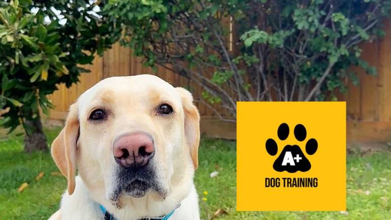 A+ Dog Training
