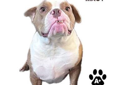 Marvelous Macy