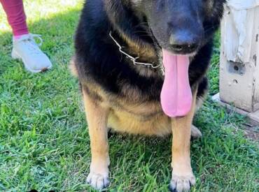 Happy Tongue Out Tuesday!