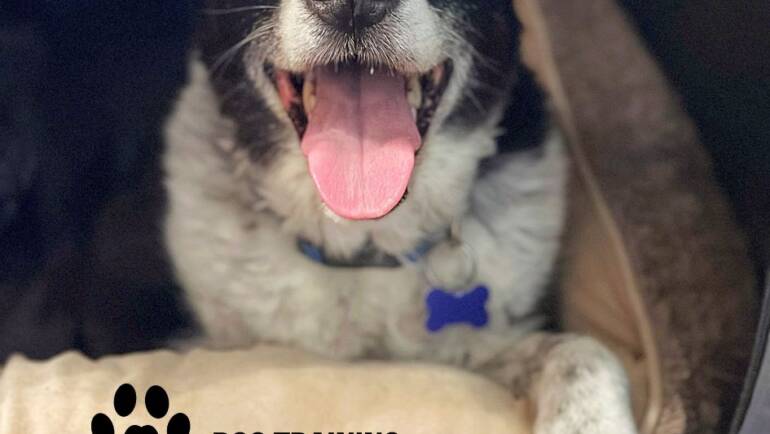 Happy Tongue Out Tuesday!