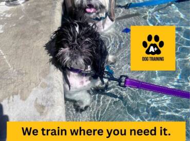 A+ Dog Training