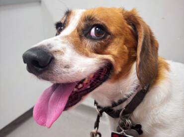 A+ Dog Training Can Help You With