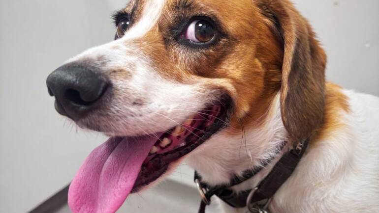 A+ Dog Training Can Help You With