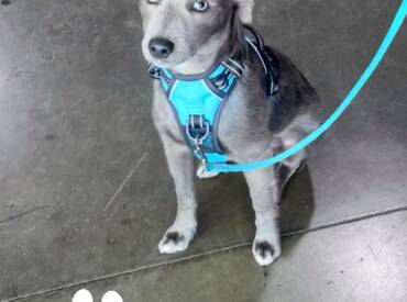Puppies:  We Understand