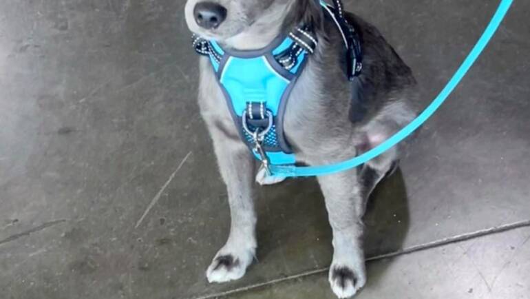 Puppies:  We Understand