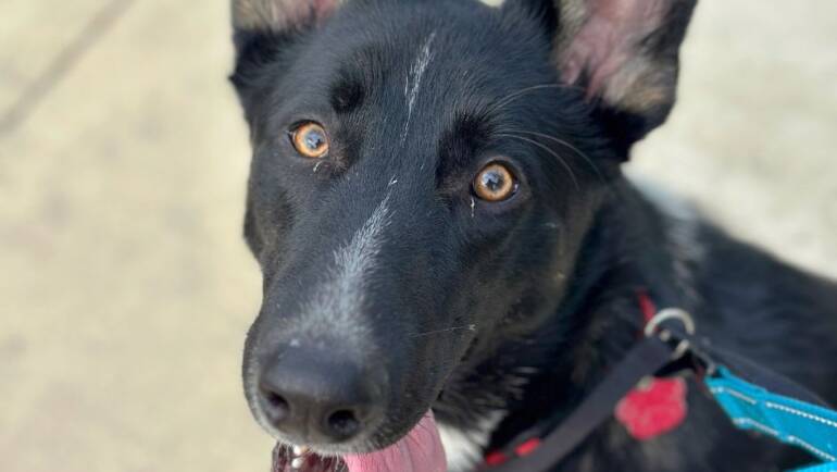 Tongue Out Tuesday